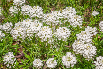  Iberis sempervirens. Plant belonging to the Brassicaceae family that is used as an ornamental plant. It grows in the Mediterranean countries.