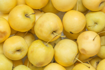 Background of yellow organic apples grown without chemical treatments. Healthy fresh apple. Concept Bio produced