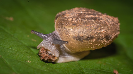 Snail Slowly Crawling On Green Leaf