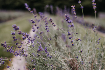 Lavender Field