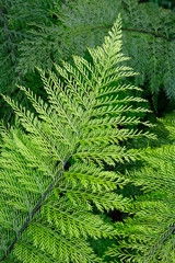 A branch of an evergreen plant close-up in a botanical garden. Details and structure of plants as a background for design.