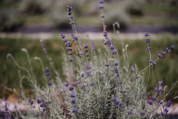 Lavender Field