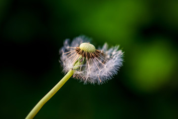 Dandelions