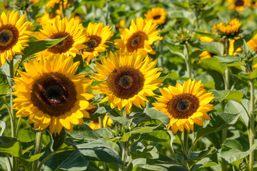 Fototapeta na wymiar Yellow blooming sunflower