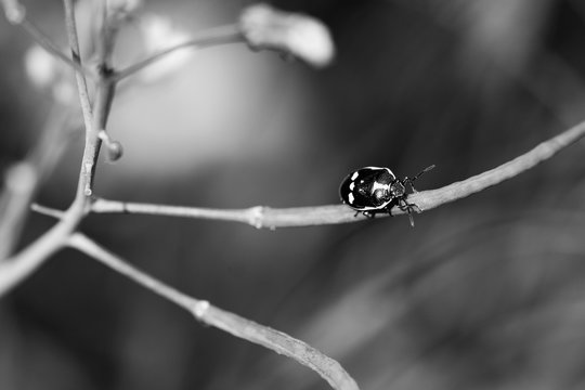 Black and white monochrome image of a black and white shield bug (Eurydema oleracea) also known as the crucifer shield bug, the cabbage bug or the brassica bug, walking of a green plant stem