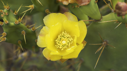 Large, yellow flower of Barbary fig or Opuntia ficus-indica, a cactus plant originary from Mexico,...