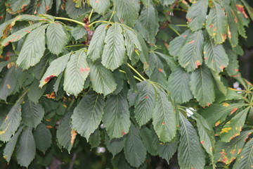 American chestnut (Castanea dentate) tree leaves on the tree at the end of summer © akhug