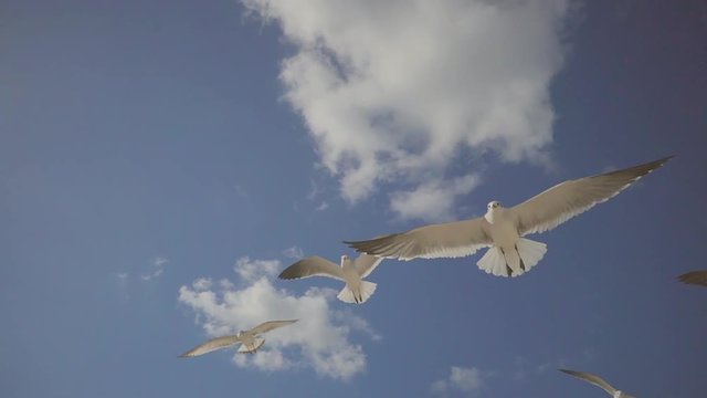 Wild hungry seagulls are flying over camera in sunny day. They are waving wings and looking down, near sea coast