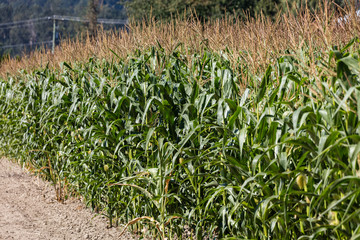 Green Corn Field