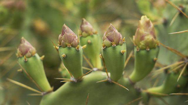 Fresh flower buds of Barbary fig or Opuntia ficus-indica, a cactus plant originary from Mexico, now growing around the world in arid areas, and being cultivated for its popular fruit: prickly pears