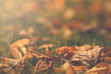 Close up of first autumn leaves on green meadow in bright morning sunlight - matte vintage look -...