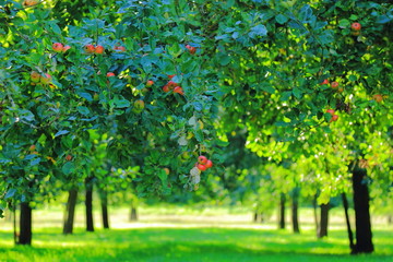 Fototapeta na wymiar Apple orchard in Somerset