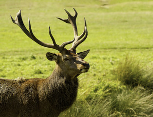 male stag