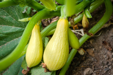 Two ripe yellow summer squash ready for harvesting.