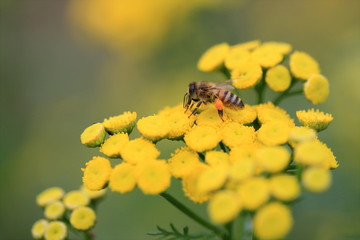Biene / Honigbiene mit Blütenpollen auf Rainfarn