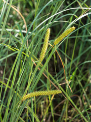 Bottle sedge