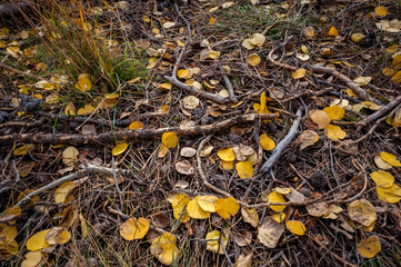 Forest floor in Utah with golden aspen leaves and branches.