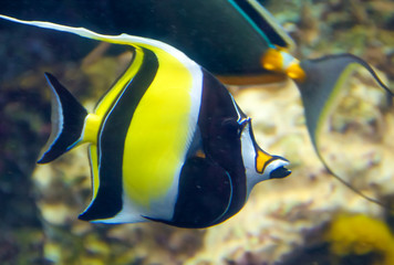 Aquarium Life in blue water 