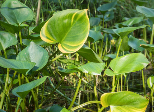 Water Arum Aquatic Plant