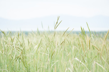 Wheat and grasses growing in front of skyline.