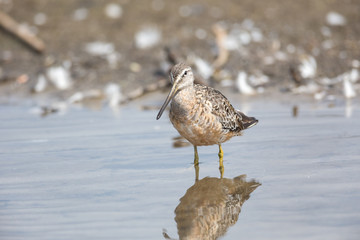 Long billed dowitcher