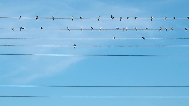 Flock of birds on electric wires recorded while prinking. Black and white birds against the background of blue sky covered with light clouds