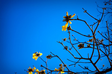 yellow flowers blue sky 2