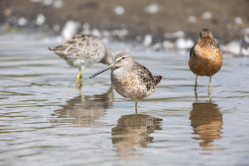 Long billed dowitcher
