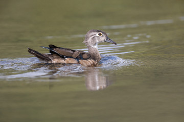 Wood duck bird