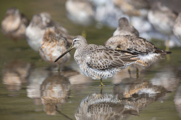 Long billed dowitcher