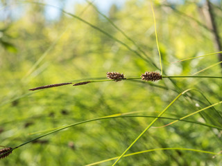 Slender sedge stem with spikes