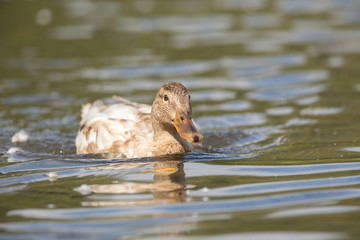 Albino Duck on water