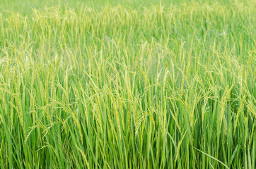 Rice field in Thailand.