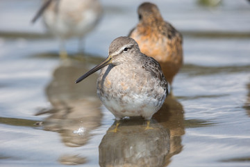 Long billed dowitcher