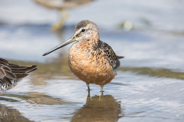 Long billed dowitcher