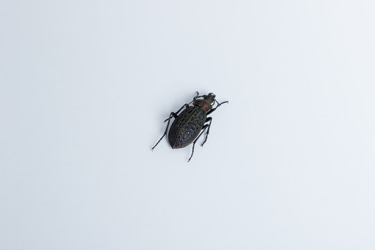 coptolabrus elysii walking alone on white background