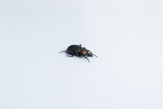 coptolabrus elysii walking alone on white background