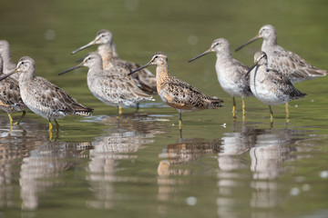 Long billed dowitcher