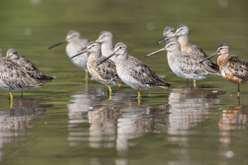 Long billed dowitcher