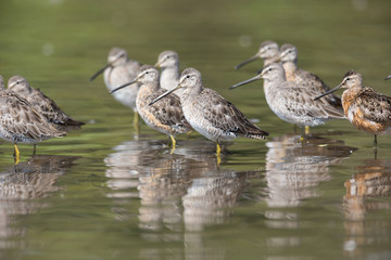 Long billed dowitcher