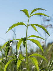 Water hemlock (Cicuta virosa) leaves
