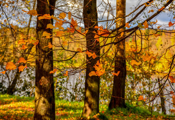 Obraz premium Golden autumn in the village of Ust-Izhora, Leningrad region. The Bank of the river Neva.