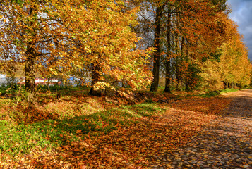 Golden autumn in the village of Ust-Izhora, Leningrad region.  The Bank of the river Neva.