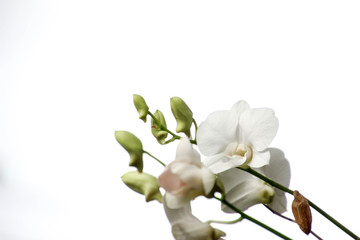 White orchid with white background.