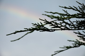 arcobaleno