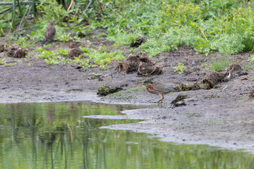 Green heron bird