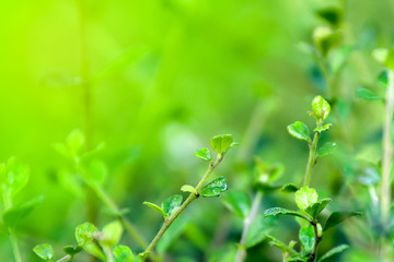Leaf Light,Green leaves pattern​ background.