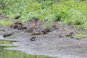 Green heron bird