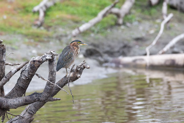 Green heron bird