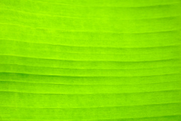 Banana leaf pattern background.